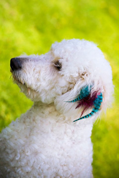 Dog 2025 feather extensions