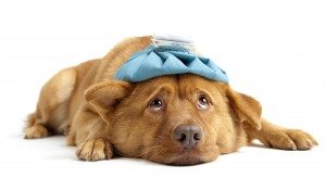 Kennel cough can be difficult to diagnose.