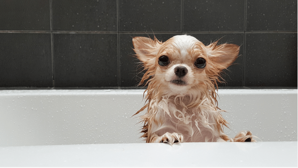 Keep Your Dog Clean