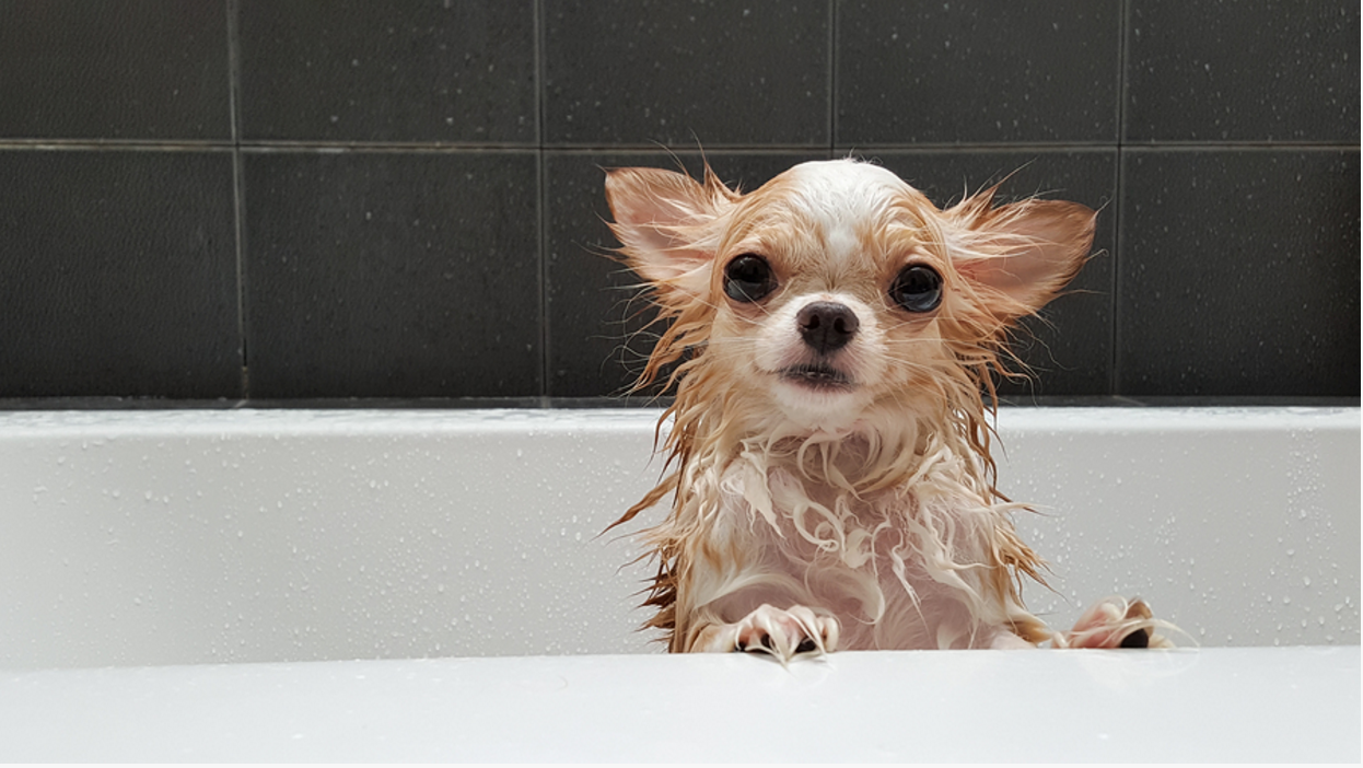 5 Ways to Keep Your Dog Clean ~ Wag 'N' Tails