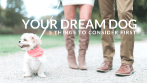 your dream dog
