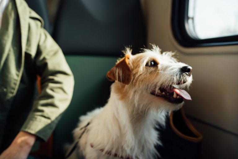 dog travel