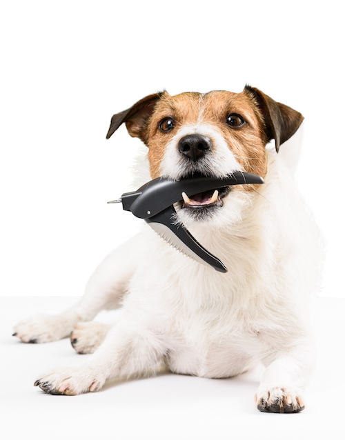 Online Dog Grooming Training | Shelby | Macomb Township | Rochester Hills