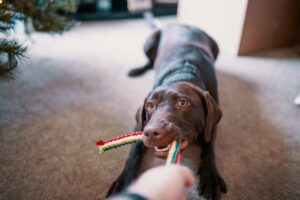dog pulling his toy