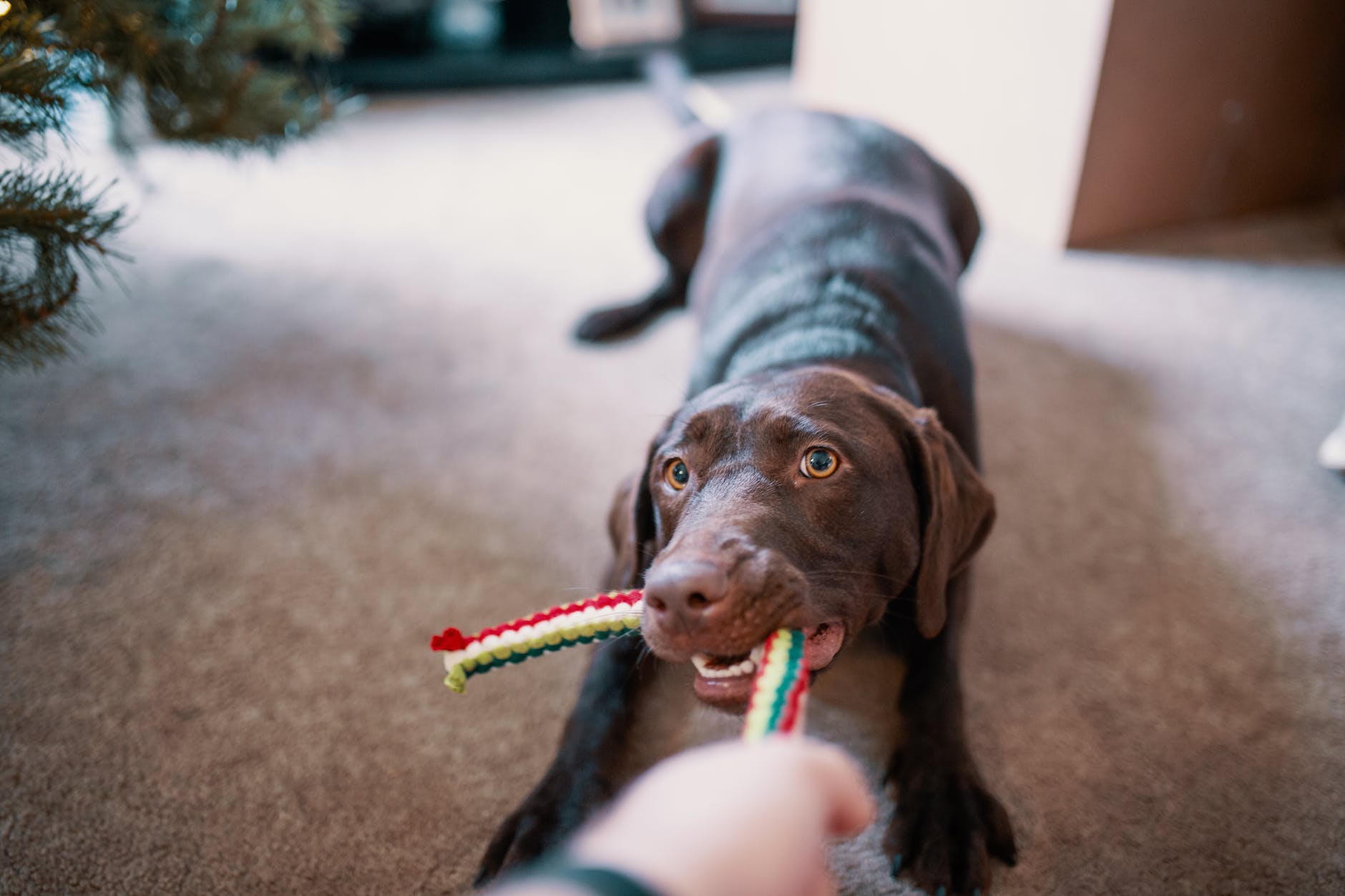 The Best Interactive Dog Toys For Your Canine Companion