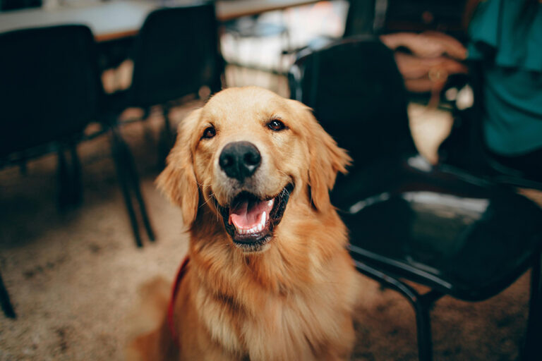 Bringing Joy and Mindfulness with Dog Training