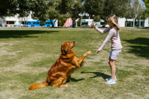 teaching kids and dogs