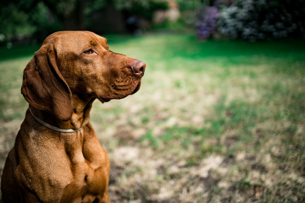 mindful dog training with christine fox