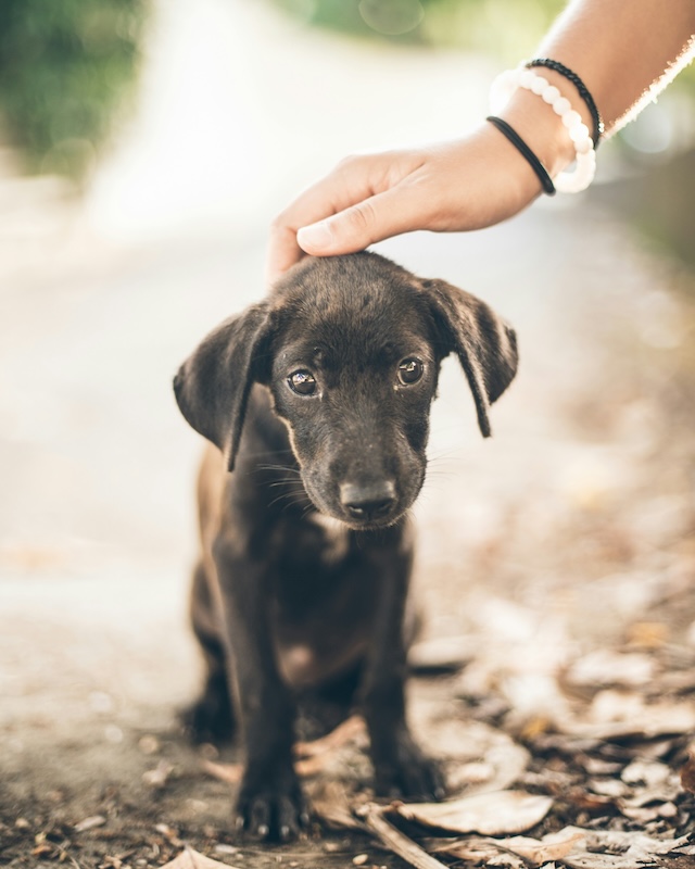 Tips for Preventing Separation Anxiety in Dogs