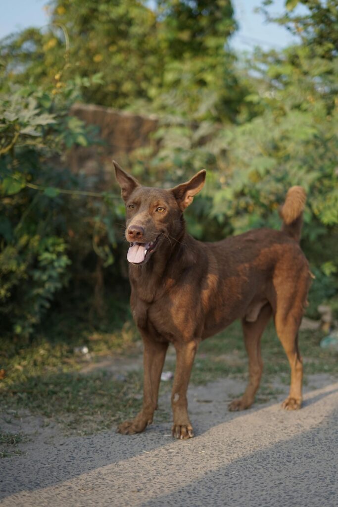 A Step by Step Guide to Teach Your Dog to Stand