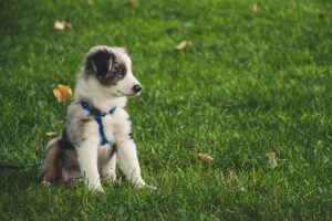 dog training with wagntails