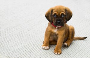 puppy training guidelines